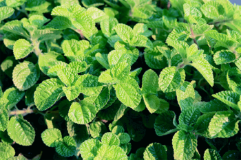 ! TOP PEPPERMINT OIL USES !