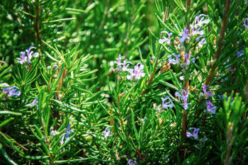 ! TOP ROSEMARY OIL USES !