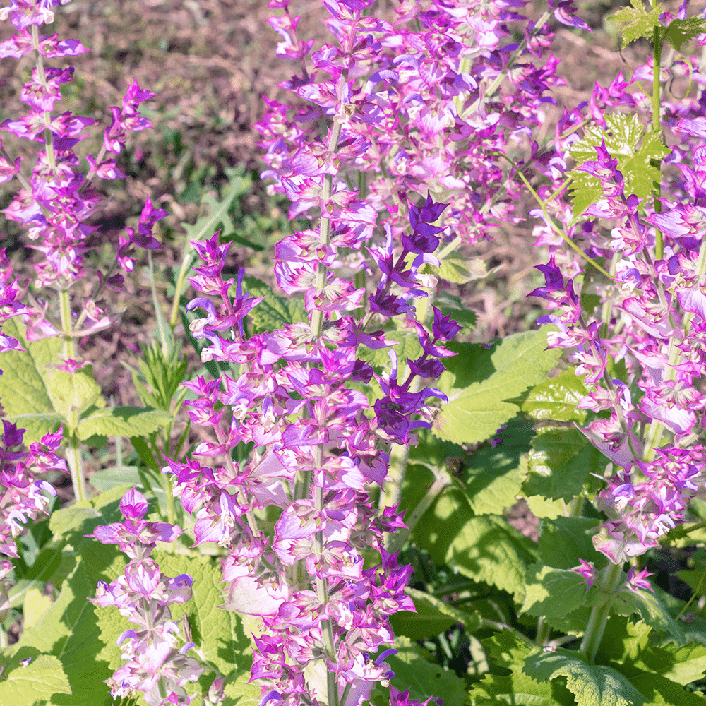 Muskatellersalbei Öl BIO 10ml - Ätherisches Öl - Ansicht 3