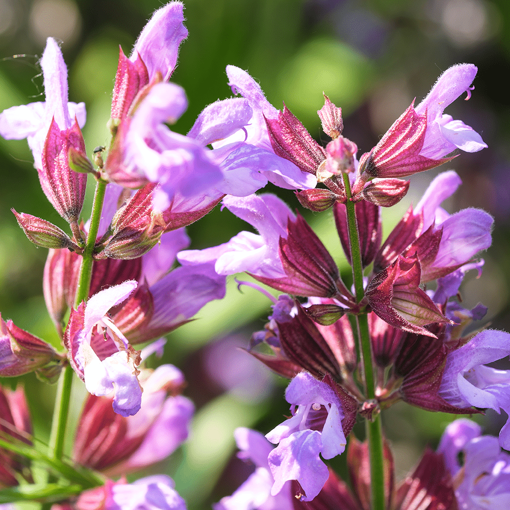 Muskatellersalbei Öl BIO 10ml - Ätherisches Öl - Ansicht 2