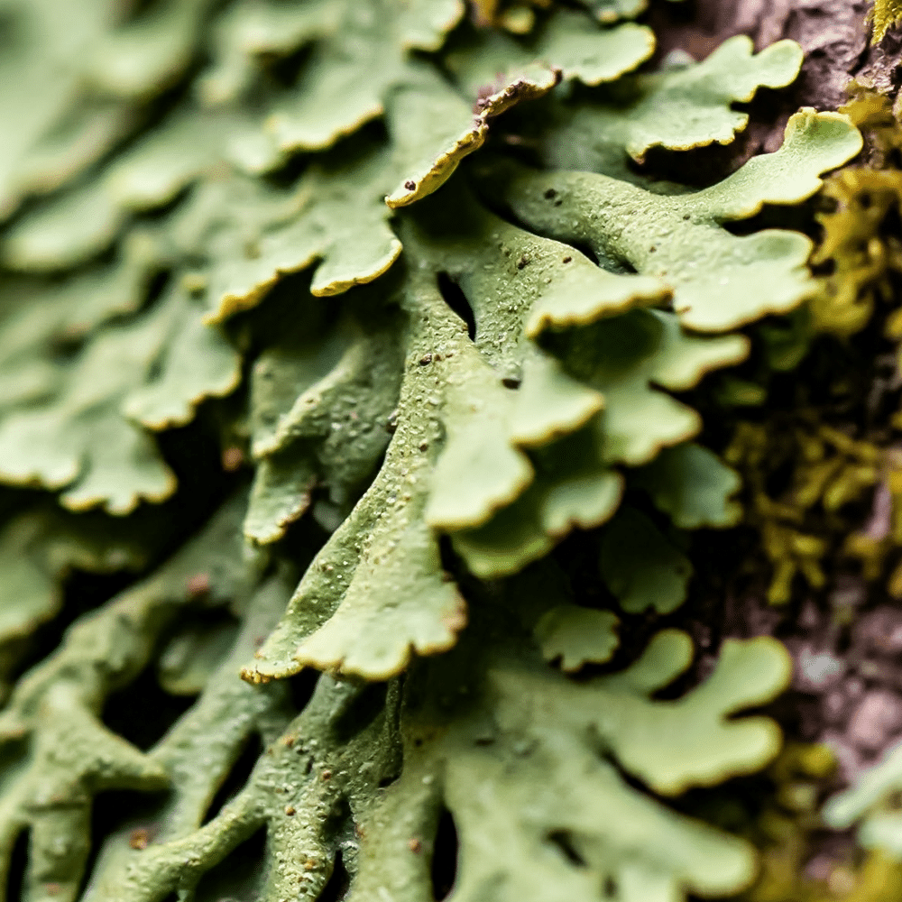 Winter Pine 5ml - Ätherisches Öl - Ansicht 3