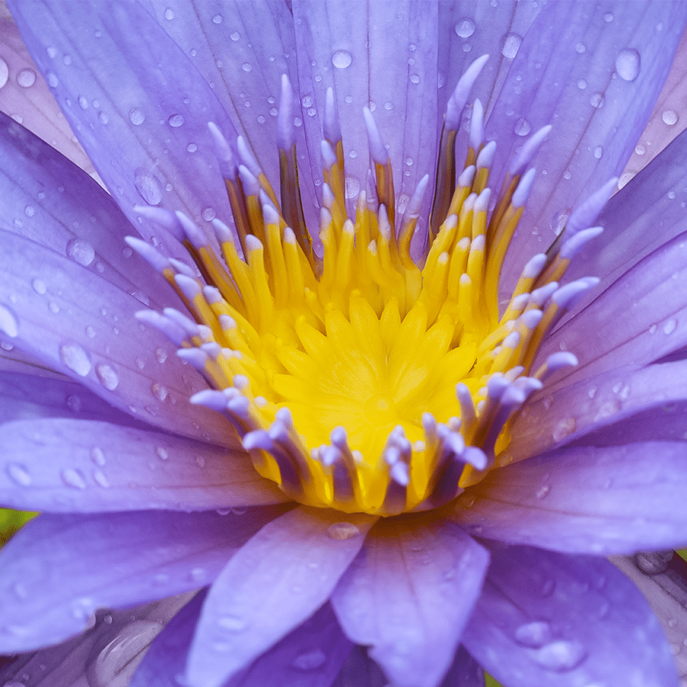 Winter Pine 5ml - Ätherisches Öl - Ansicht 4