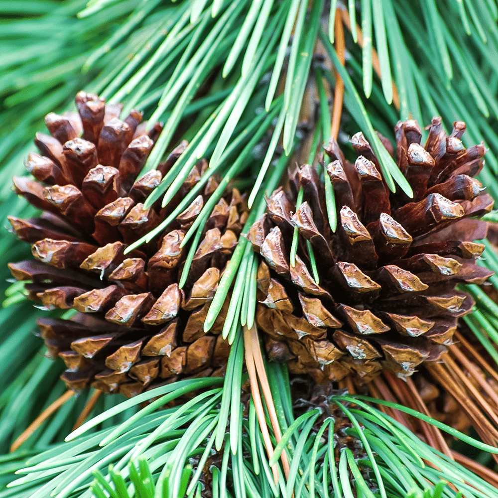 pine_cone_1 Holiday Cheer 5ml - Ätherisches Öl - Ansicht 4